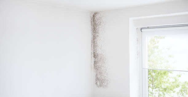 Best Environmental Consulting for Mold Prevention  in Big Rapids, MI